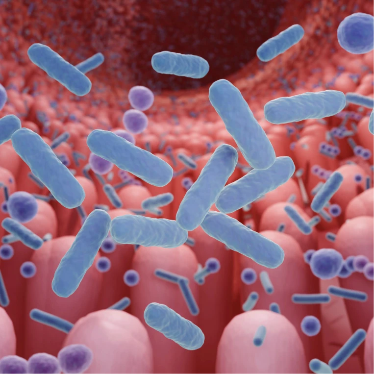 장내 세균 균형 검사